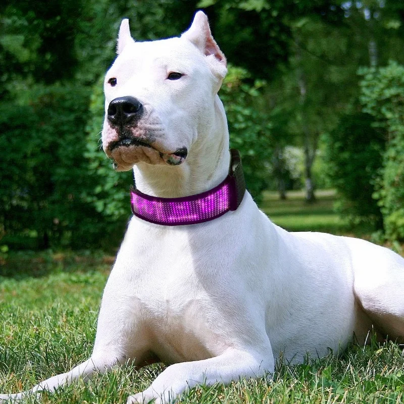 Collar antip&eacute;rdida con pantalla LED para perros y gatos, accesorio con Bluetooth, env&iacute;o gratuito-1