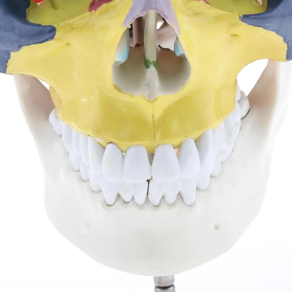 Телескопический череп с шейным позвонком 22 цвета|model skull|anatomical modelhuman anatomy |