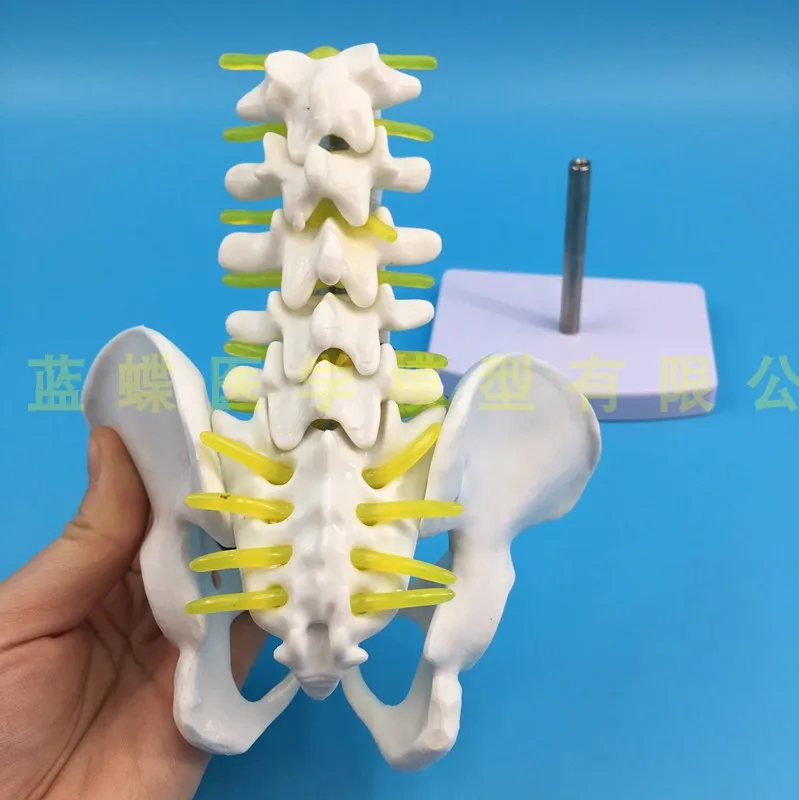 Мини Мужской анатомический таз с пятью секциями поясничная модель позвонков
