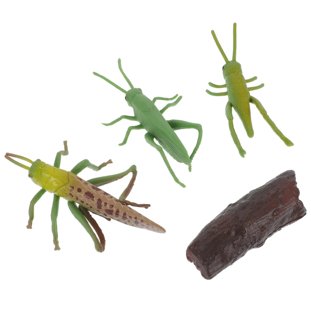 

1 Set Locust Life Cycle Model Locust Growth Display Ornament Educational