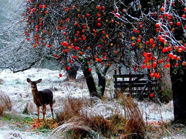 

Вышивка в стиле снега, наборы для вышивки крестиком, рукоделие, 14 ct DMC цвет, «сделай сам», декоративное искусство ручной работы R24871