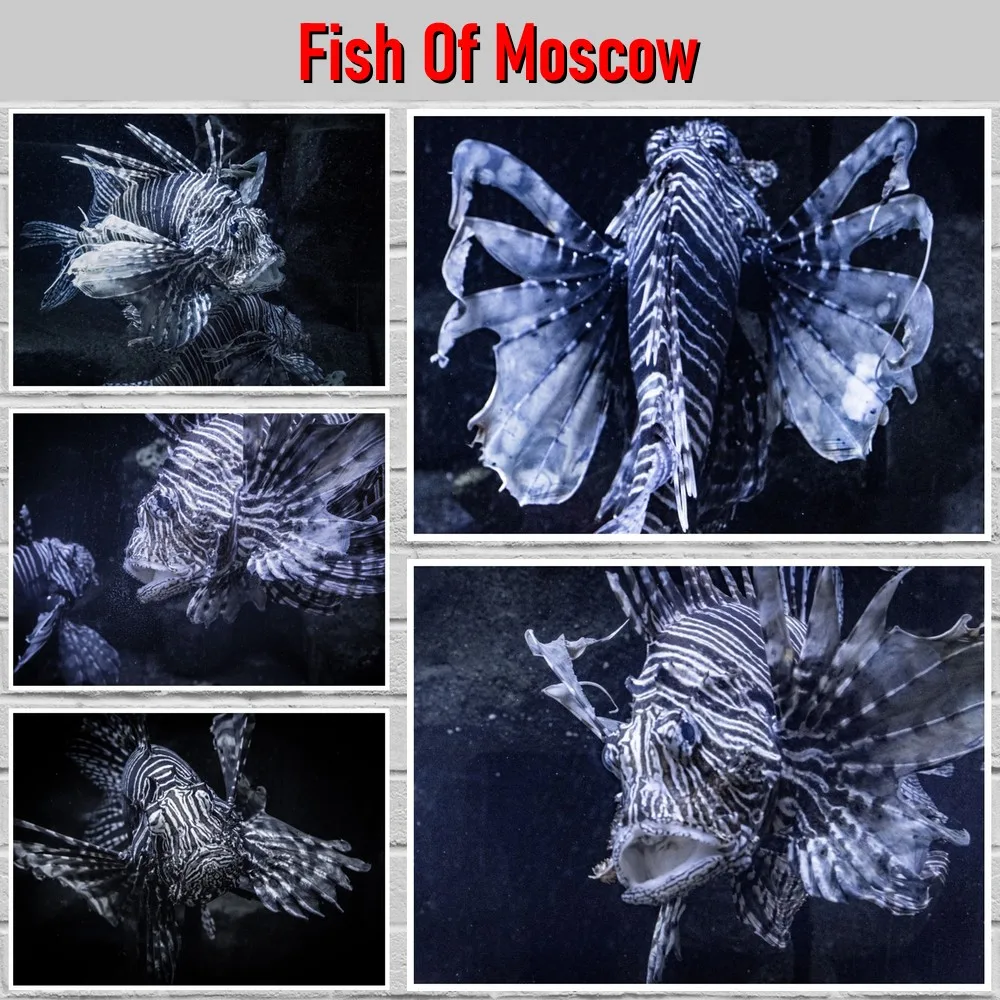 

Плакат «рыба Москвы», белая художественная бумага, постеры для рок-фильмов, домашняя комната, художественные настенные наклейки