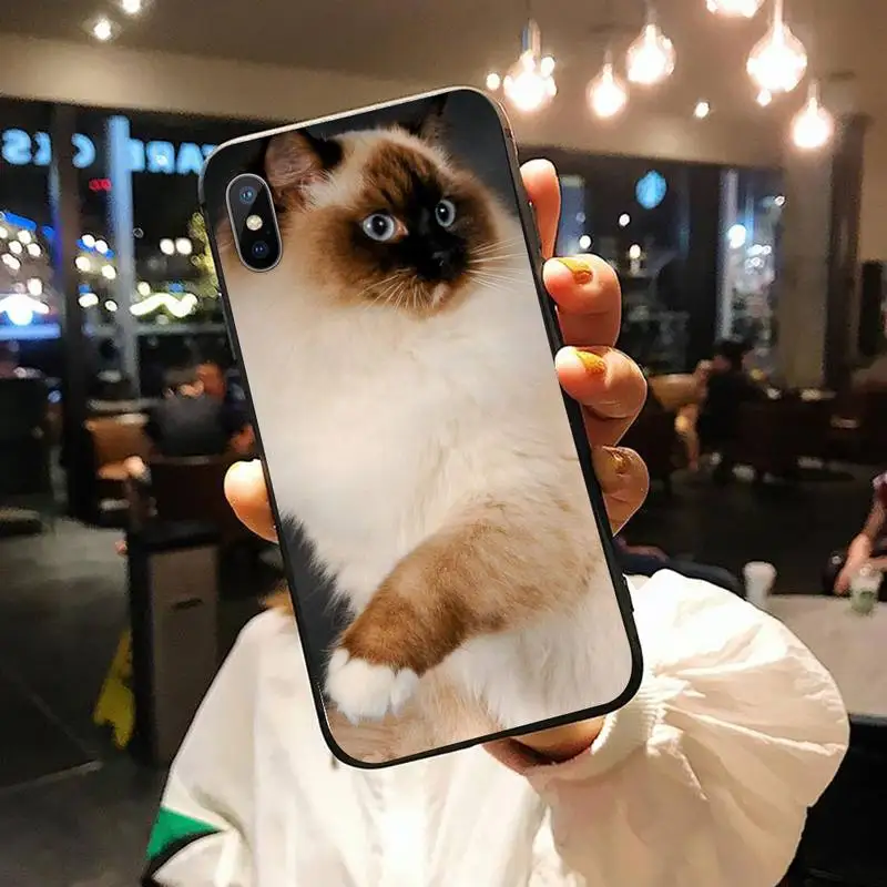 

ragdoll cat Cute animal Phone Case for iPhone 11 12 pro XS MAX 8 7 6 6S Plus X 5S SE 2020 XR