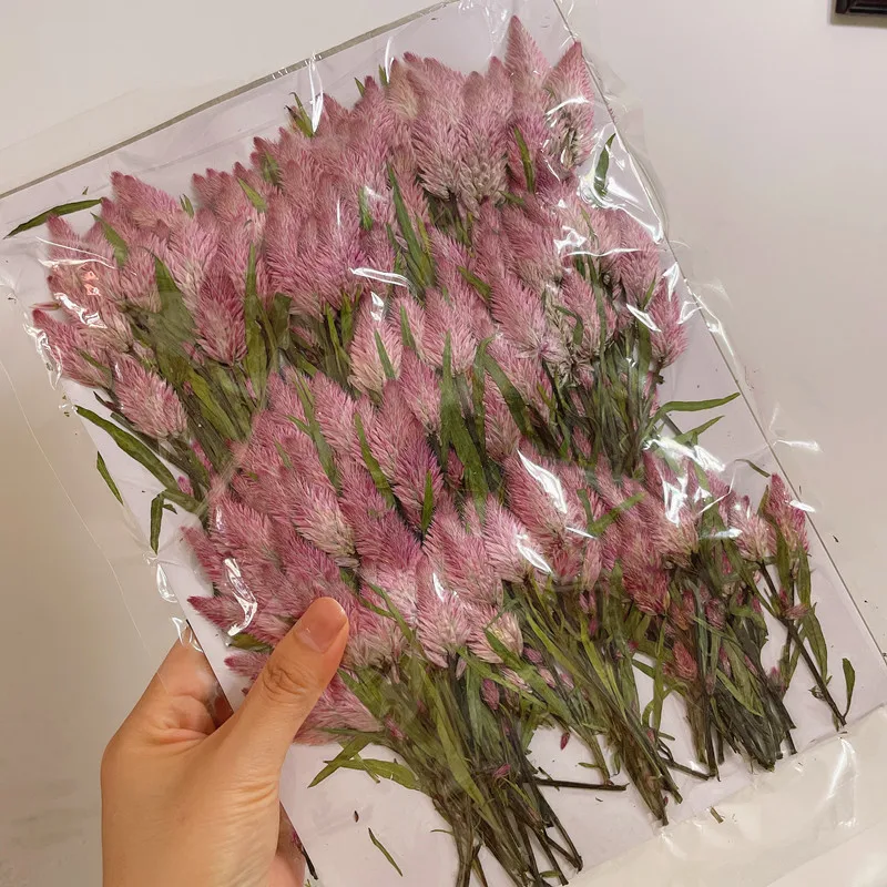 60 шт прессованный высушенный Celosia Cristata L. Искусственный цветок в виде стеблей для