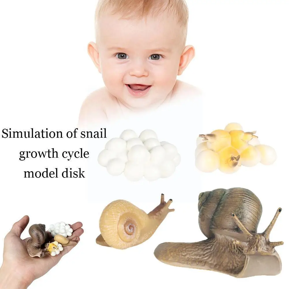 

Реалистичная коллекция циклов роста улитки, Обучающие украшения, игрушки, подарок на день рождения, игрушка, имитация, подарок для дома, сад ...