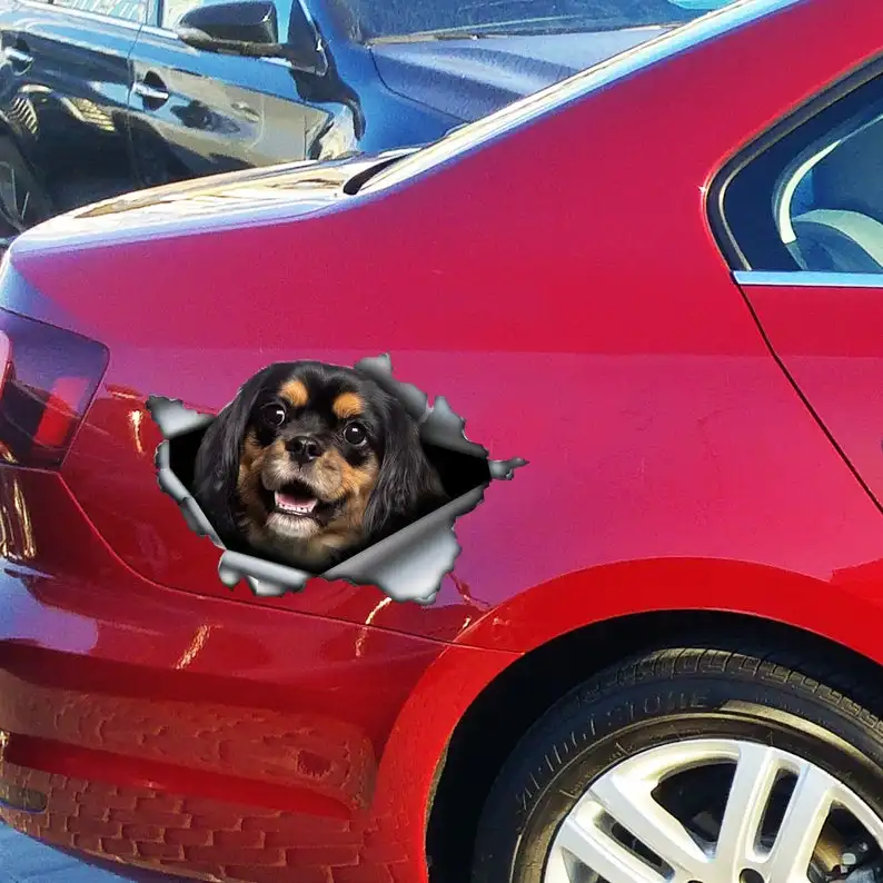 

2021 Black and brown Cavalier King car decal, cavalier King Charles car magnet, pet decal