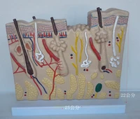 magnified human skin hair follicle tissue structure medical anatomical model skin disease teaching