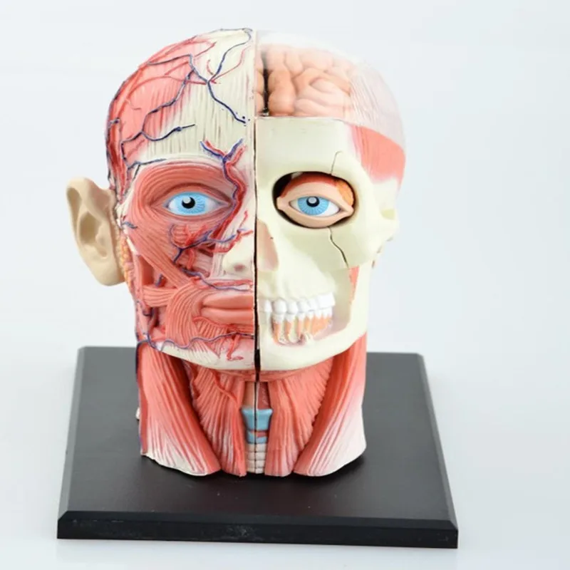 Dental lab Dentist 4D Human Head Anatomy Medical skull model skeleton Ever after high dolls
