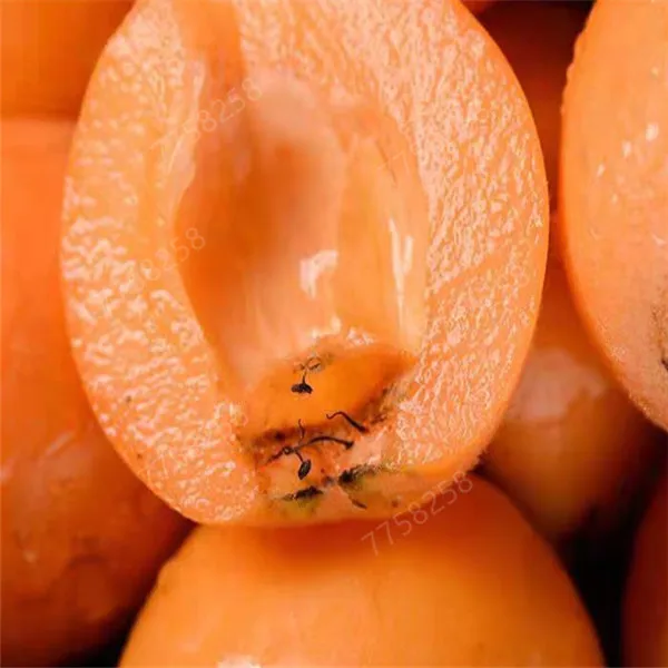 5 шт фрукт локвы дерево мушмула японская куст Такер китайский бонсай сладкий вкус