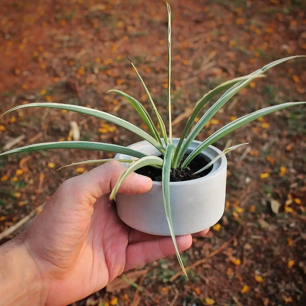 Круглые формы для коробок шестиугольный контейнер ювелирных изделий держатель