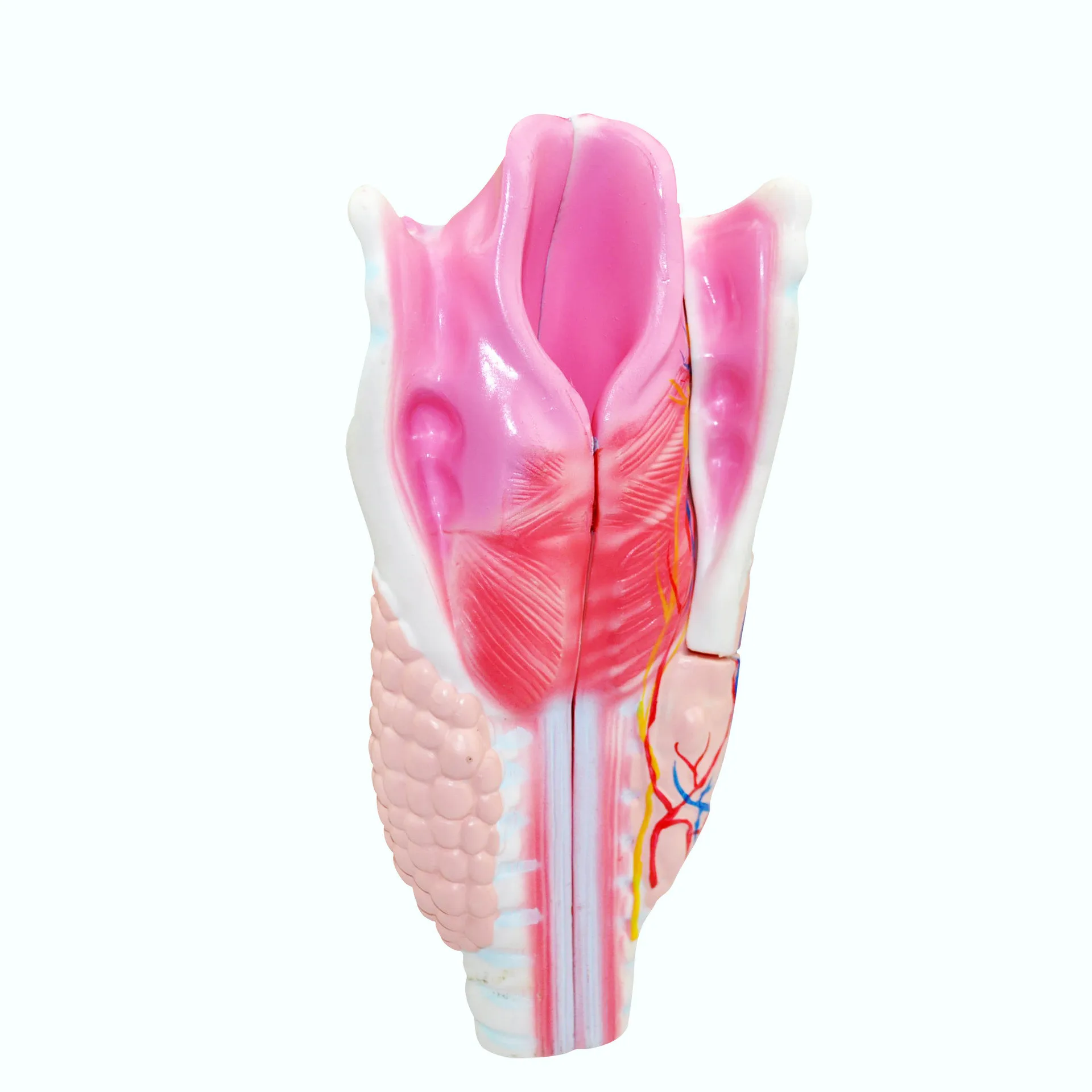 

Human Realistic Larynx Anatomical Model Human Respiratory Tract Anatomy Medical Teaching Aids Educational Equipment Supplies