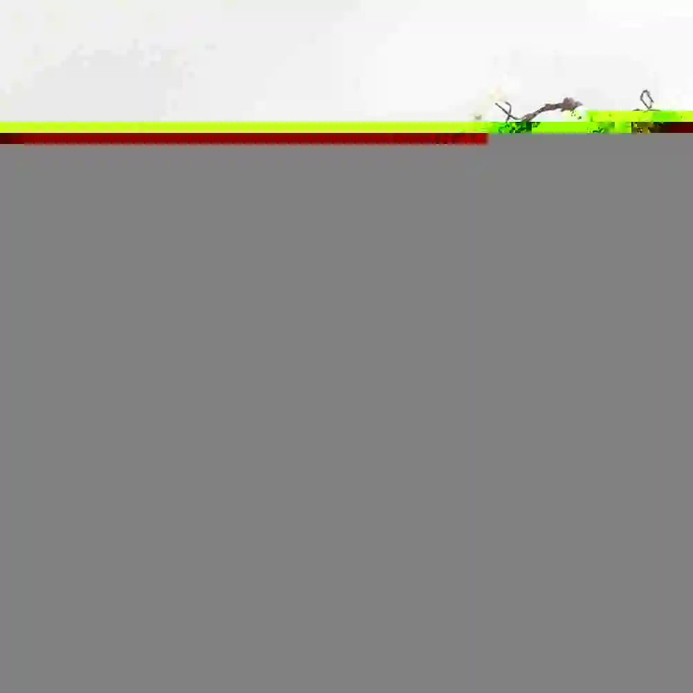 

Double Sides Printed Pillow Cover Colorful Spring Flowers Pillowcases For Home Cushion Case Throw Decorative Sofa O0X2