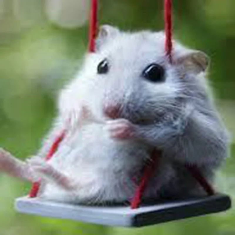 Полностью сверлильный квадратный/круглый DIY 5D алмазная живопись хомяк мозаика