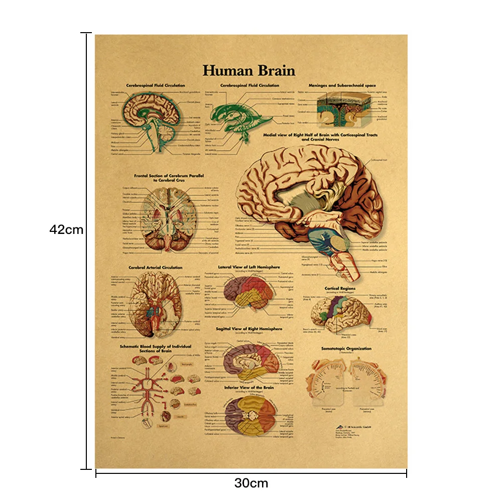 Тело иллюстрации мозга крафт-бумага для классной комнаты украшения медицинского