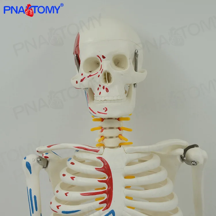 Модель человеческого скелета для всего тела 85 см съемная и подвижная окраска