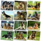 Алмазная мозаика 5d овчарки, картина с полными квадратными стразами для творчества, вышивка крестиком с изображением животных, собак, домашний декор