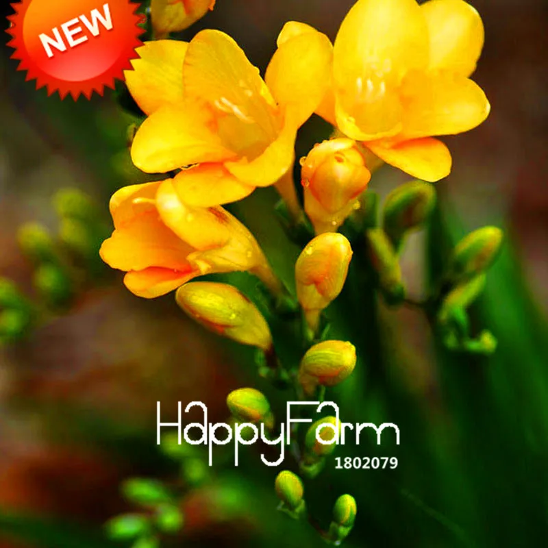 Бонсай Freesias великолепный сад красочные ароматные Цветочные растения Орхидея Флорес идеальные Цветочные Планты 100 Плант/упаковка