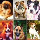 XUEQIXIAOZU 5D алмазная картина собака трехмерное алмазное искусство моделирование вышивка картина набор Инкрустированные Стразы ручная работа