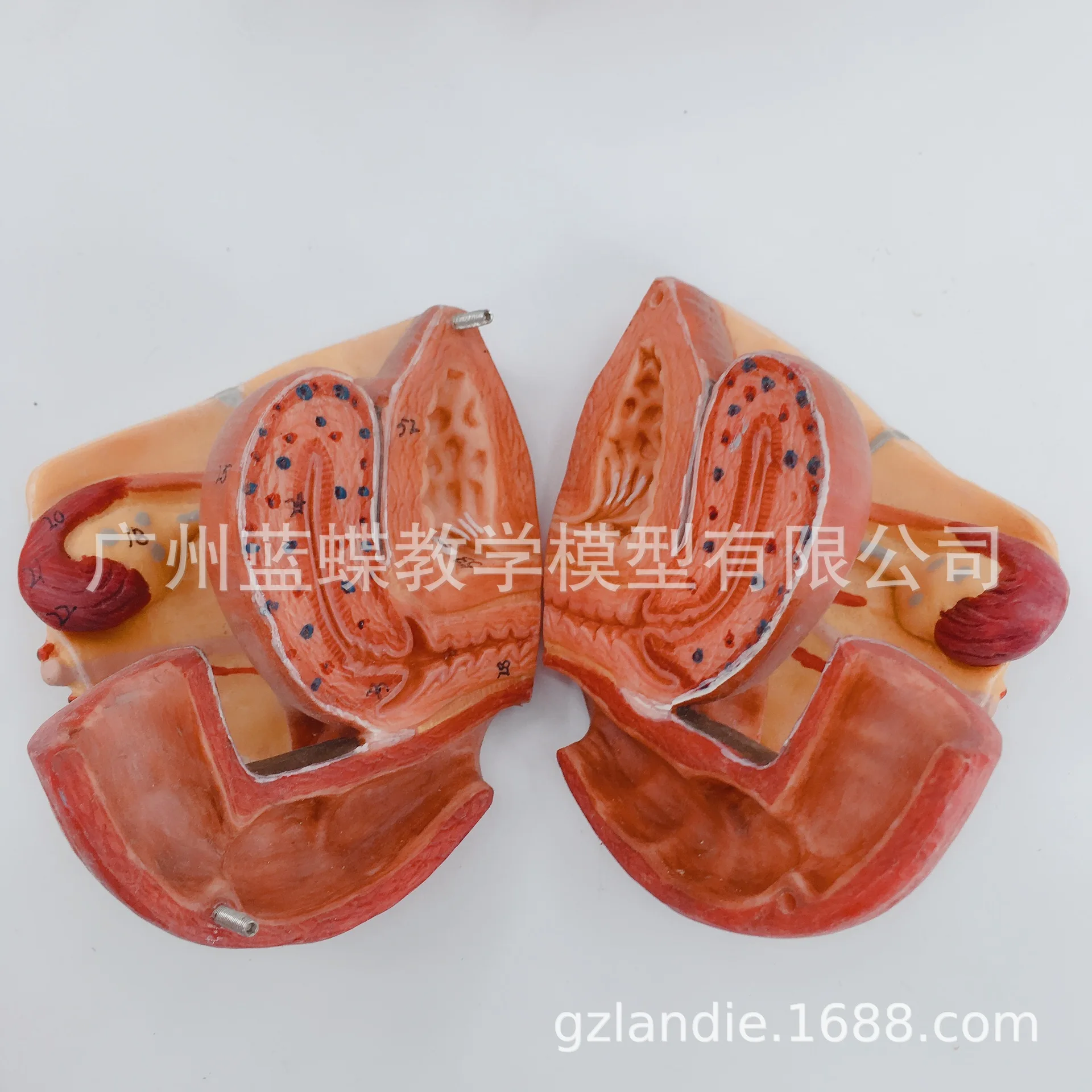 71 метка ПВХ женщина таза пол мышцы человека скелетная модель 20*27*18 нерва модели с