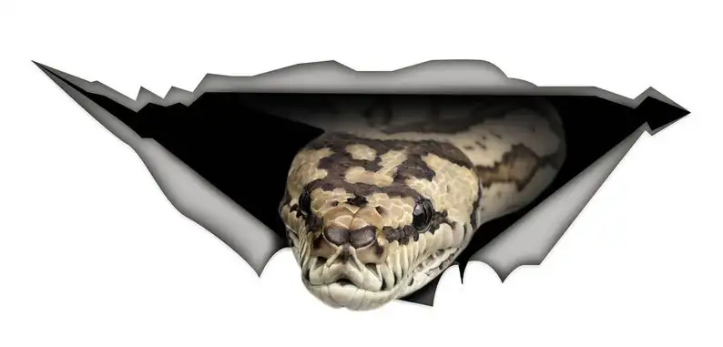 

2021 Tiger python car decal, Vinyl decal, car decoration, snake decal, python sticker, reptile decal