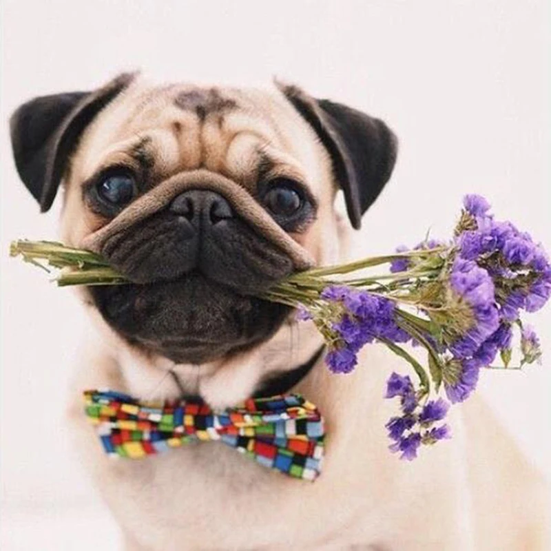 

5D diamond mosaic painting Pug Lavender DIY diamond painting cross stitch full painting art mural painting