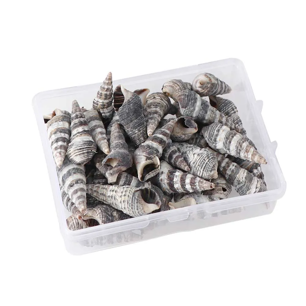 1 Box Pattern 4 Styles Nature Beach Fashion Sea Shells For DIY Caft Decor Jewelery Craft Accessories Holes Shell Decoration
