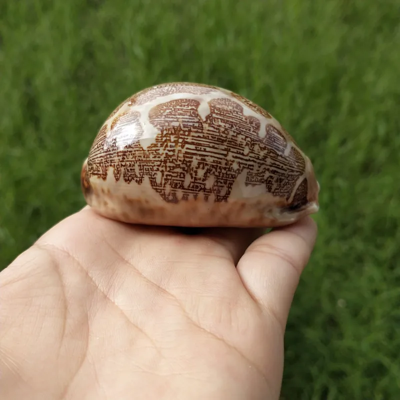 8 см браслет из прородного белого камня Seashell образец Средиземноморское море пляж оболочки окаменелостей ремесло дома аквариум украшенное кораллами Новая морская раковина