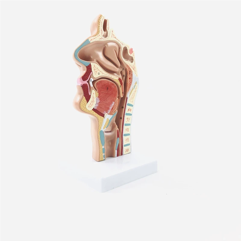 Pathological nasal cavity model throat anatomy rhinostomy internal vascular nerve specimen medical teaching | Канцтовары для офиса