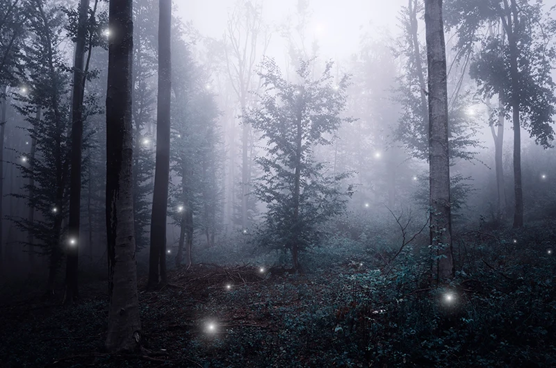 

Forest Nightscape Backdrop Spooky Wood Trees Halloween Horror Background Trick Or Treat Party Zombie Party Child Kids Baby Shoot