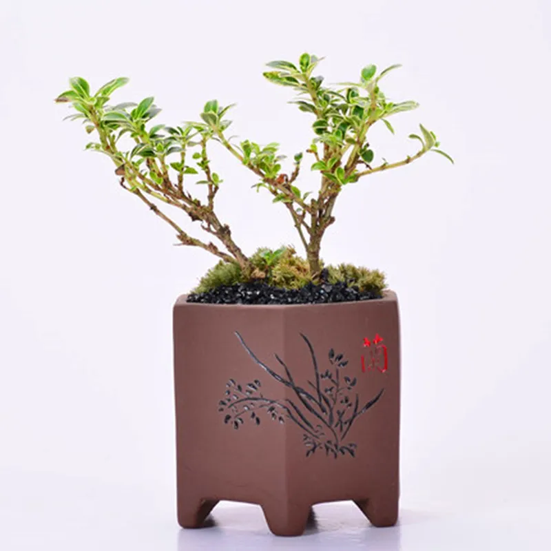 Новый Популярный суккулент маленький цветочный горшок Ручная роспись