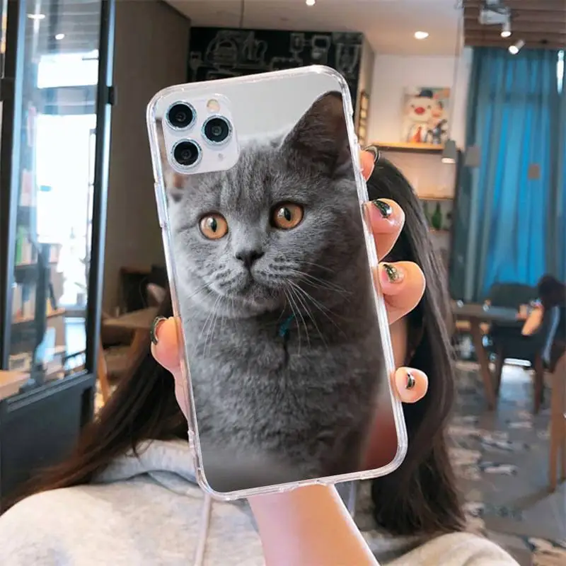 

British shorthair cat Phone Case Transparent for iPhone 6 7 8 11 12 s mini pro X XS XR MAX Plus cover funda shell