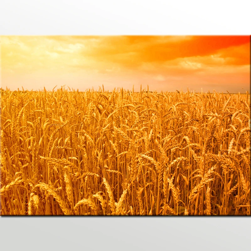 

5D full diamond square diamond painting golden wheat field diamond embroidery home decoration rhinestone picture without folding