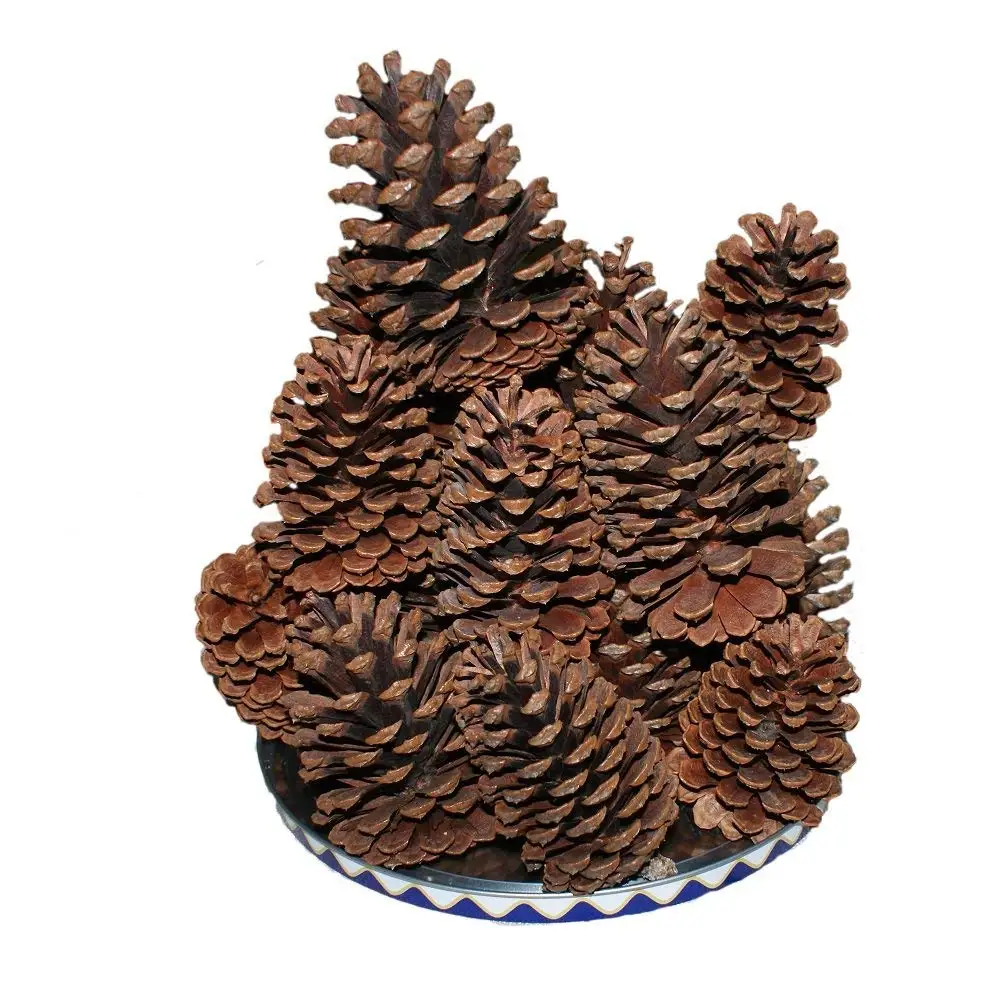 10 шт. большие натуральные сосновые конусы для украшения дома|Наконечники елки| |