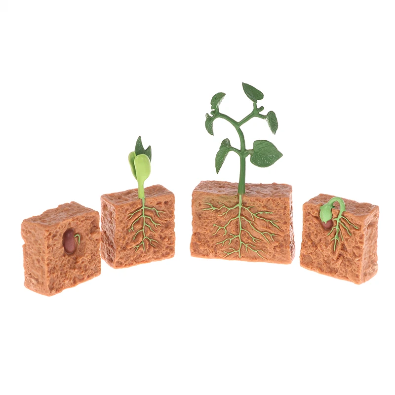 

Simulation Life Cycle of a Green Bean Plant Growth Cycle Model Action Figures Collection Science Educational Toys for Children