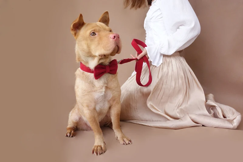 MUTTCO, розничная, Специальный индивидуальный дизайн, ошейник для домашних животных, Вишенка, Выгравированная табличка, брезентовый ошейник для собак, 5 размеров, UDC020