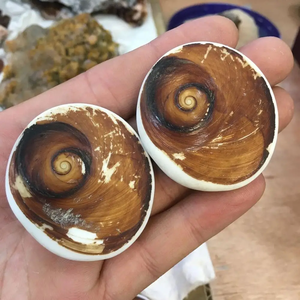 

2pcs Natural polished shell fossils for decoration