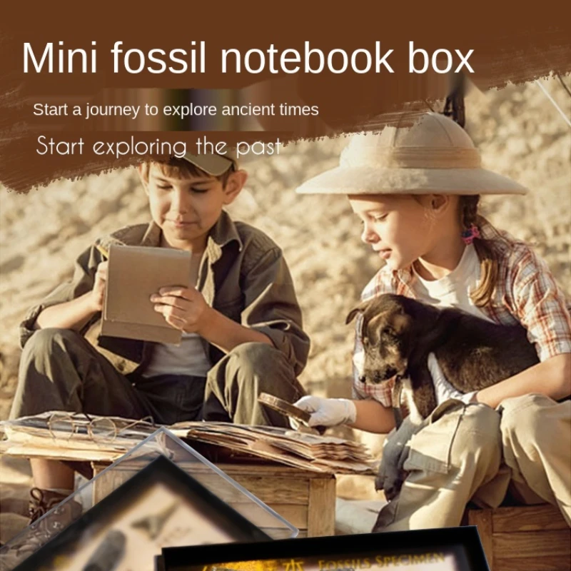 

Six Kinds of Natural Fossil Specimen Boxes, Teeth, Ammonites, Sea Lilies, Stems, Marine Skeleton Teaching Souvenirs Collection