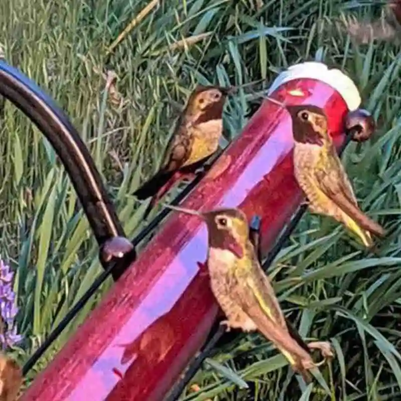 

Best Hummingbird Feeder with Hole Birds Feeding Transparent Easy Pipe Hummingbird Use Feeder To N7Q4