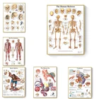 Анатомия человека, система мышц, искусство, холст, картина, печатный плакат, карта тела, холст, настенные картины для науки, медицины, декор для спальни
