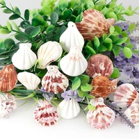 10pcsset nature beach fashion seashells sea shells for diy caft home decor jewelery craft accessories holes shell charm