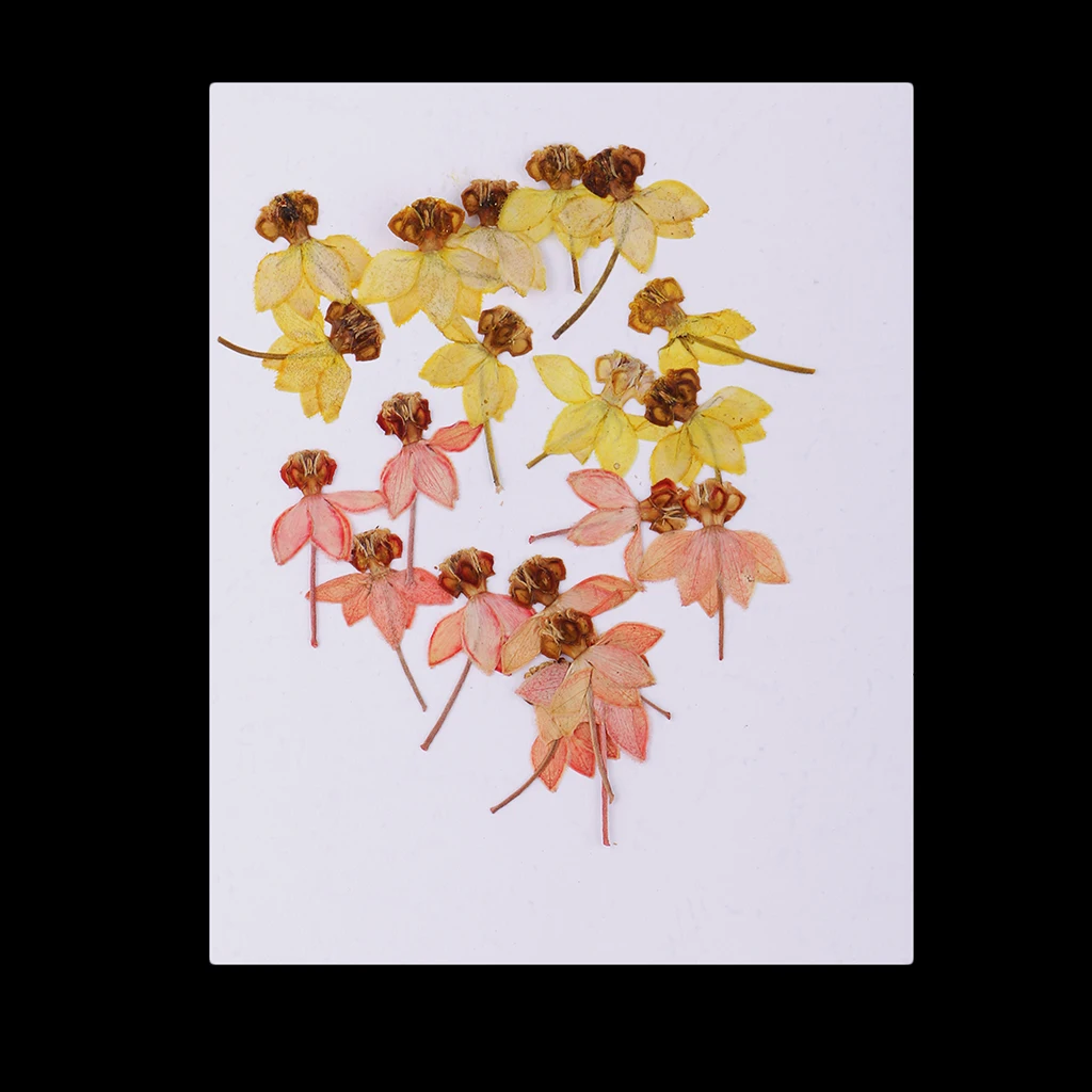 

20 Pieces Dried Flowers Real Pressed Dried Flowers DIY Arts Crafts Scrapbook