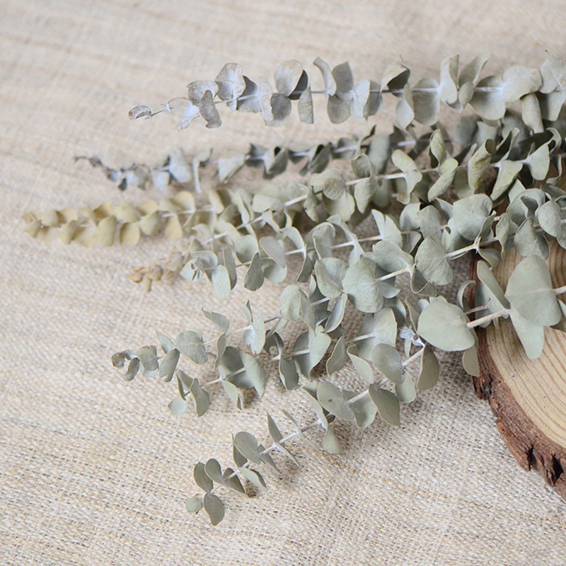 

3pcs Natural Eucalyptus Leaves Branches Stems Real Palnt Ornament Dried Flower For Diy Wedding Shooting Prop Home Decoration