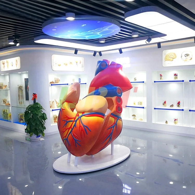

Hot selling Human visceral organs heart sculpture anatomy model brain display anatomy teaching demonstration shop furnishing