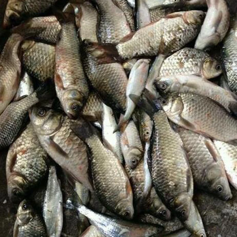 

New HD underwater camera 1080P 4.3 inches display visible fishing wire connection 8LED illuminated fish finder fishing supplies