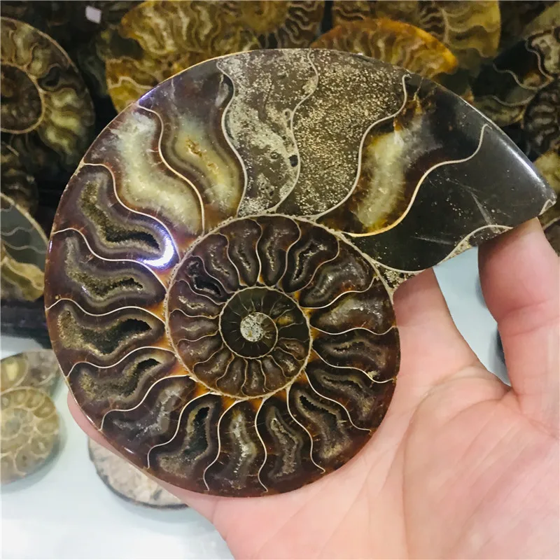 AAA + 600 г натуральный аммонит PRETTY NAUTILUS мадагаскарский ископаемый Цвет Бесплатная