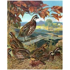 Алмазная картина 5D, вышивка крестиком, Схема для вышивки, квадратный узор Бриллиантовая мозаичная фигурка животного, картина фазана, стразы