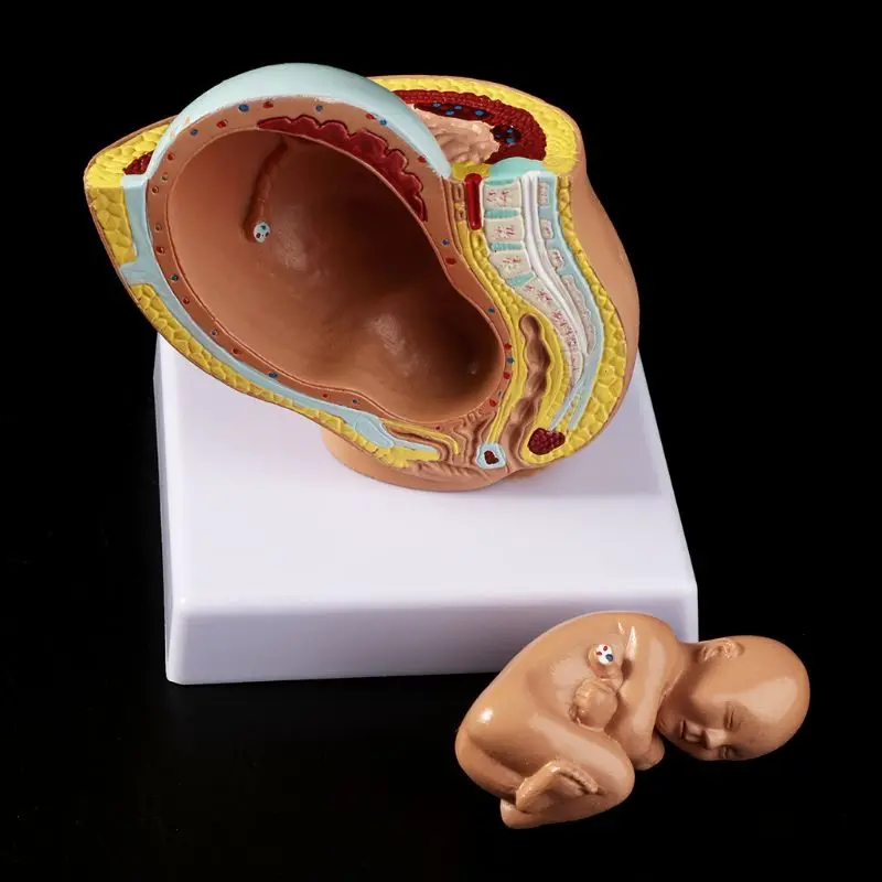 

9th Month Embryonic Pelvic Model Baby Fetus Foetus Pregnancy Human Pregnancy Fetal Development Medical Model