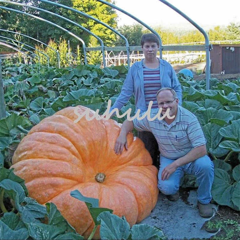 

15 шт. шкаф для ванной комнаты с тыквой, натуральные органические овощи, растение, садовая мебель для дома