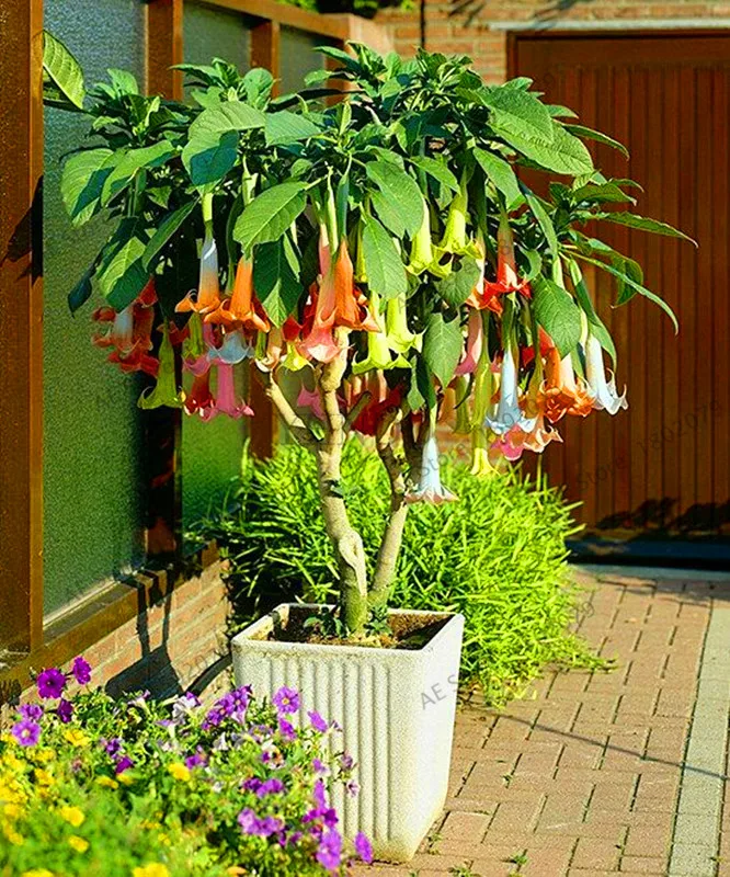 Свежий 100 шт редкий Datura бонсай бругмансия Suaveolens фламенко Красивая Мандала Цветок садовый многолетник Горшечное растение