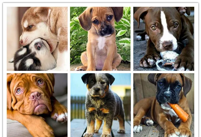 Вышивка 5D круглая вышивка американский питбултерьер собака животные мозаика